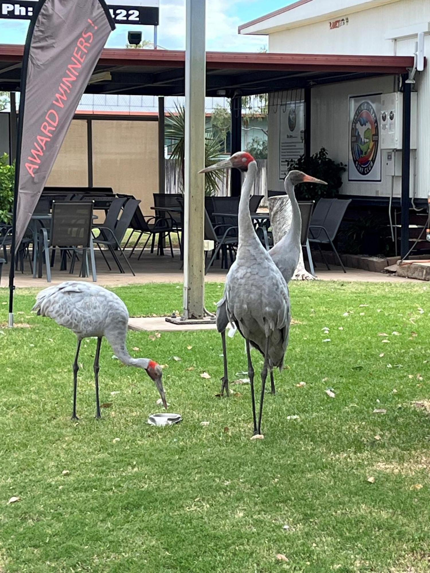 Winton Outback Motel ภายนอก รูปภาพ