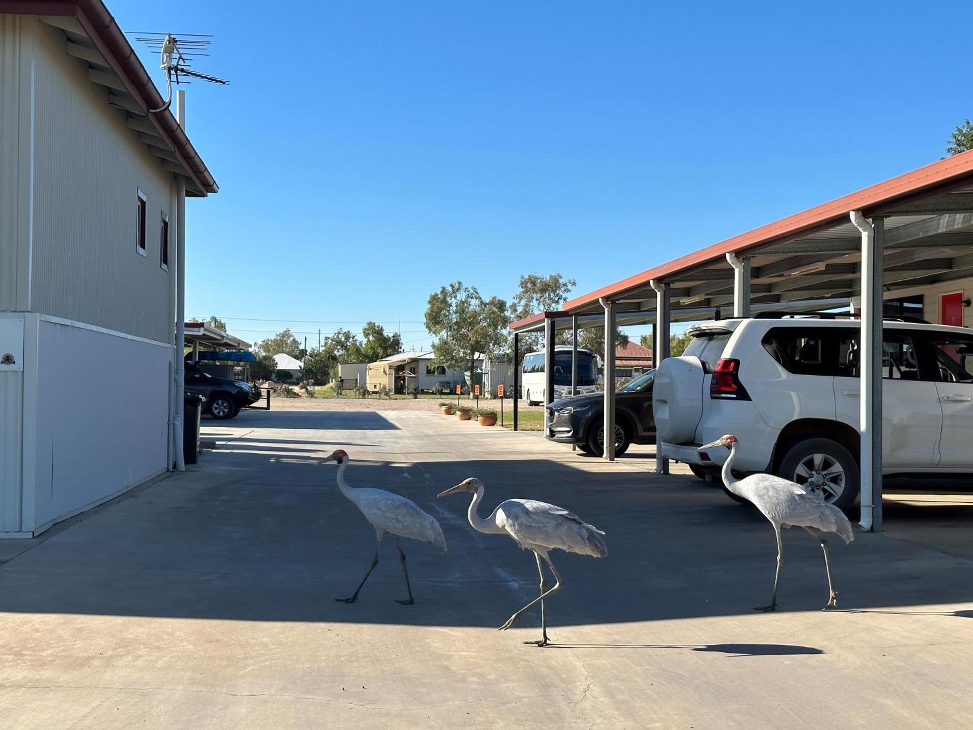 Winton Outback Motel ภายนอก รูปภาพ